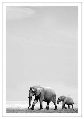 Elephant mother and Calf