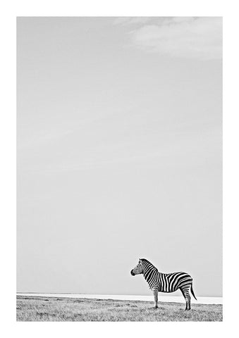 Zebra (black & white)