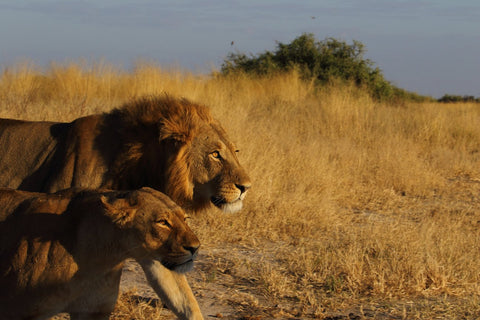 Lions