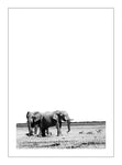 Etosha Elephants