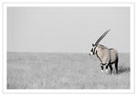 Gemsbok - sepia