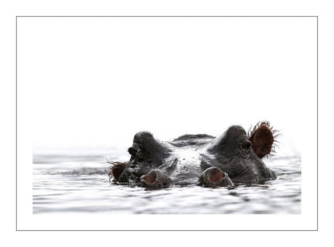 Wallowing Hippo. Kruger park 2020