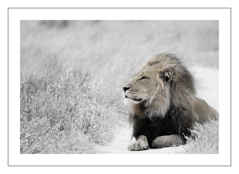 Lion Central Kalahari