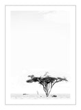 Camelthorn Tree