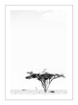 Camelthorn Tree