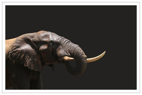 Elephant - Half Tusk