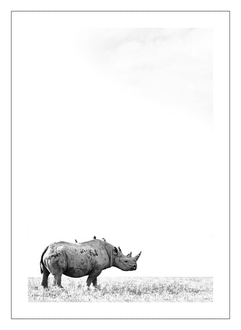 Etosha Rhino 1