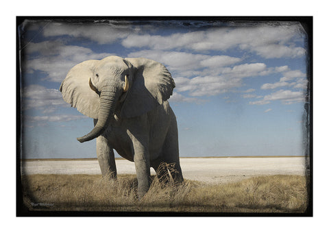 Elephant, Makgadikgadi