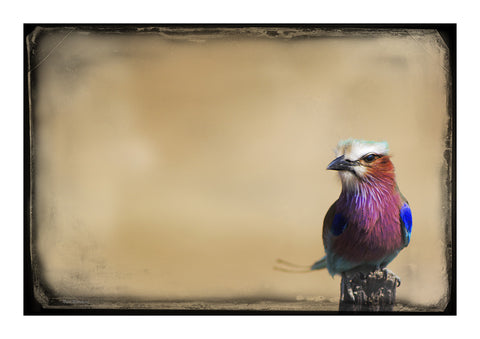 Lilac Breasted Roller