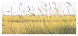 Pampus Grass