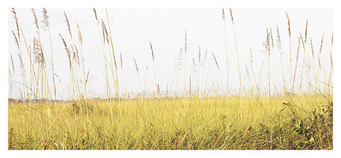 Pampus Grass 2