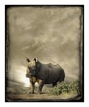 Rhino Portrait