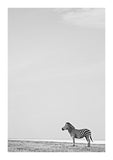 Zebra (black & white)