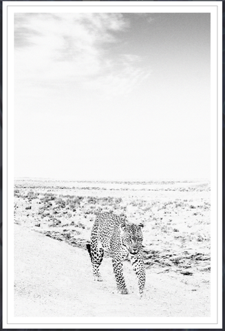 Etosha Leopard