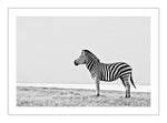 Zebra zoom black and white landscape