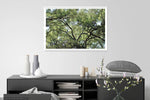 Treetops