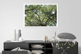 Treetops