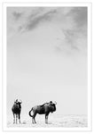 Wildebeeste